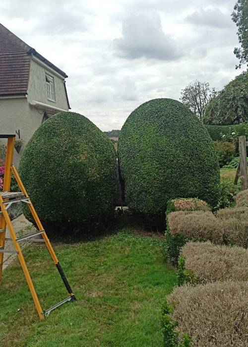 Two round hedges and a ladder in a garden.